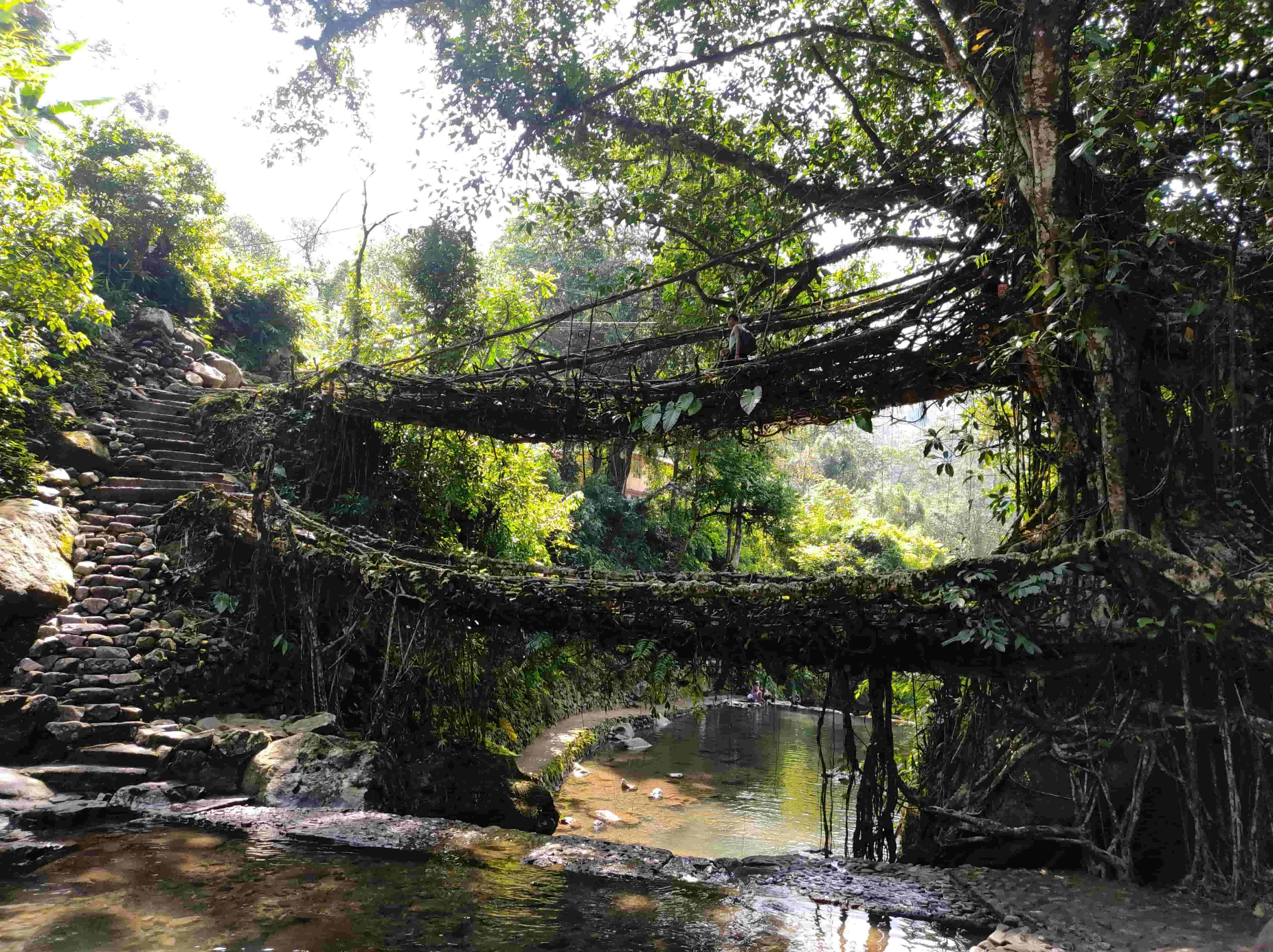 Meghalaya root bridges