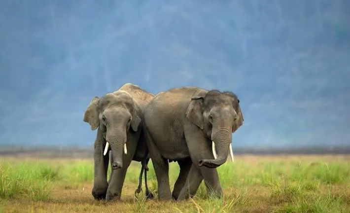 Jim Corbett